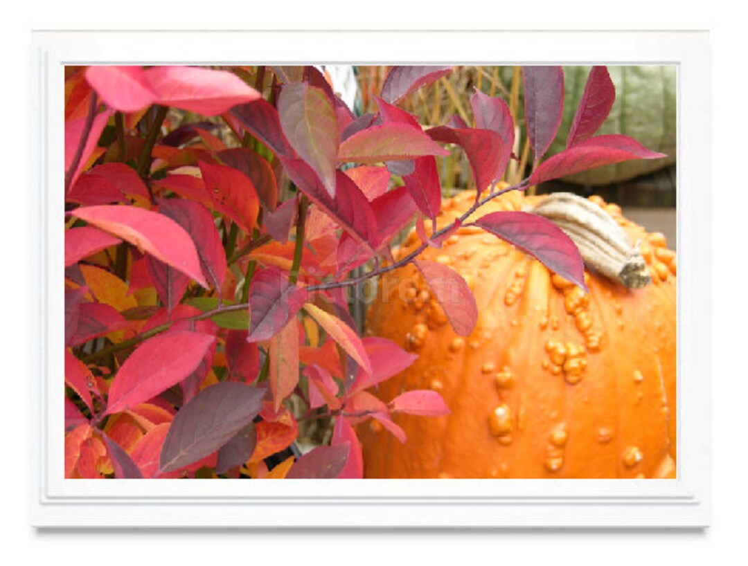 Pumpkin Note Card, Pumpkin Greeting Card, Fall Photo Card, Embossed ...