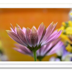 Purple Daisy, Note Card, Greeting Card, Embossed Note Card, Blank Inside Card, Photo Card, All Occasion Card, Daisy Photograph