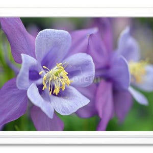 Purple Columbine Flower, Note Card, Greeting Card, Embossed Note Card, Blank Inside Card, All Occasion Card, Columbine Photo Card