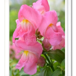 Pink Snapdragons (Vertical), Pink Snapdragon Stationary, Blank Inside Card, Embossed Note Card, Giclee Print, All Occasion Note Card