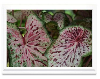 Colorful Caladium Note Card, Caladium Stationary, Blank Inside Card, Embossed Note Card, Giclee Print, Photo Card, All Occasion Card