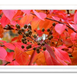 Red Fall Foliage Note Card, Fall Foliage Stationary, Blank Inside Card, Embossed Note Card, Giclee Print, Fall Photo Card, All Occasion Card