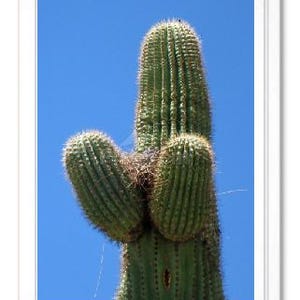 Cactus Saguaro berçant un nid d'oiseau, photographie, carte de correspondance en relief, carte de voeux, carte toutes occasions, Arizona