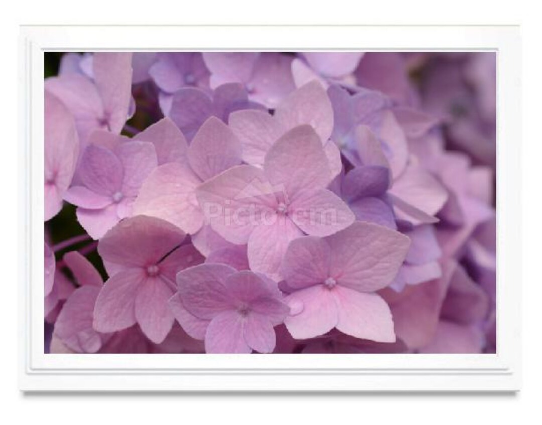 Purple Hydrangea Note Card, Greeting Card, Embossed Card, Blank Inside ...