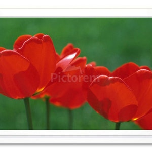 Red Tulips, Note Card, Greeting Card, Embossed Note Card, Blank Inside, All Occasion Card, Tulip Photograph, Giclee Print