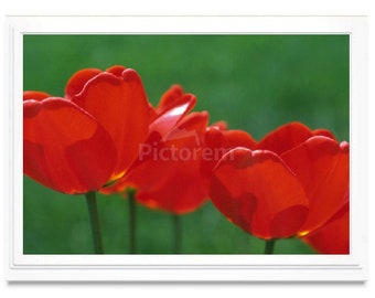 Red Tulips Embossed Note Card, Greeting Card, Blank Inside, Giclee Print, Photo Card, All Occasion, Personalize, Card Box Set