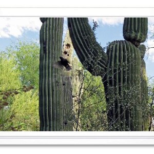 Saguaro Cactus, Note Card, Greeting Card, Embossed Note Card, Blank Inside Card, Photo Card, All Occasion Card