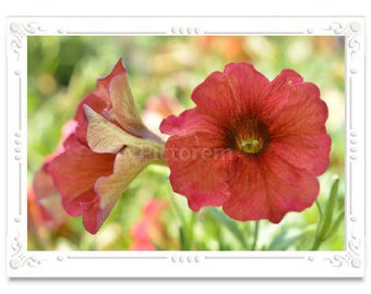 Red Petunia Note Card, Petunia Greeting Card, Blank Inside Card, Embossed Note Card, Giclee Print, Petunia Photo, All Occasion Note Card