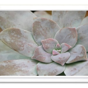 Plante succulente, Carte de correspondance, Carte de voeux, Photo, Carte intérieure vierge, Carte de correspondance gaufrée, Carte photo, Carte toutes occasions, Carte de remerciement