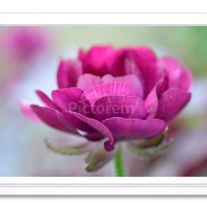 Fleur mauve, carte de correspondance, carte de voeux, carte de correspondance en relief, carte intérieure vierge, carte toutes occasions, photographie, carte avec photo