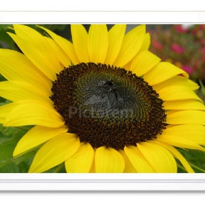 Sunflower Note Card, Sunflower Greeting Card, Blank Inside Card, Embossed Note Card, Giclee Print, Personalized Card, All Occasion Card