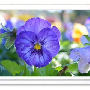 Pensée bleue, carte pour correspondance, carte de voeux, carte intérieure vierge, carte pour correspondance en relief, carte avec photo, carte de remerciement, carte toutes occasions