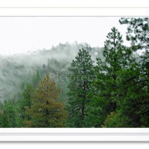 Pine Trees, Note Card, Greeting Card, Pine Forest Photo Card, Blank Inside Card, Embossed Note Card, Christmas Card, Fog, All Occasion Card