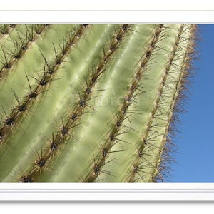 Gros plan sur le cactus Saguaro, carte de correspondance, carte de voeux, carte de correspondance en relief, intérieur vierge, carte toutes occasions, carte avec photo