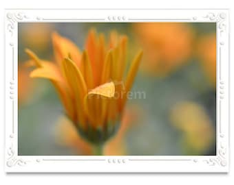 Orange Daisy Note Card, Daisy Stationary, Blank Inside Card, Embossed Note Card, Giclee Print, Daisy Photo Card, All Occasion Note Card