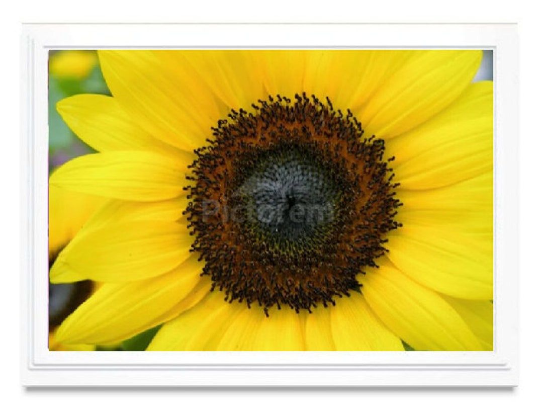 Yellow Sunflower Blank Inside Note Card, Sunflower Greeting Card ...