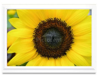 Yellow Sunflower Note Card, Sunflower Greeting Card, Blank Inside, Embossed, Photo Card, All Occasion, Personalize, Giclee Print, Box Set