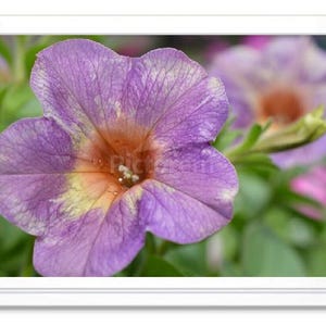 Fleurs violettes, Carte de correspondance, Carte de voeux, Carte de correspondance en relief, Carte intérieure vierge, Carte toutes occasions, Photographie de fleurs, Carte avec photo