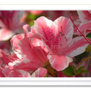 Pink Floral Note Card, Pink Floral Stationary, Blank Inside Card, Embossed Note Card, Giclee Print, Flower Photo Card, All Occasion Card