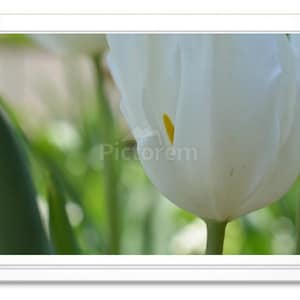 White Tulips, Note Card, Greeting Card, Stationary, Blank Inside, Embossed Note Card, Photo Card, All Occasion Card, Tulip Photograph