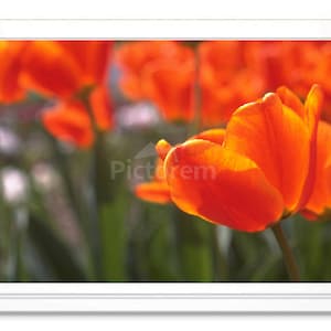 Orange Tulips, Note Card, Greeting Card, Embossed Note Card, Blank Inside, All Occasion Card, Photo Card, Tulip Garden Photograph