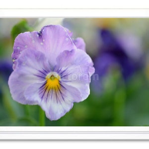 Blue Pansy, Note Card, Greeting Card, Embossed Note Card, Blank Inside Card, Photo Card, All Occasion Card, Photograph