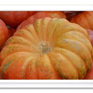 Orange Pumpkin, Note Card, Greeting Card, Blank Inside, Embossed Note Card, Photo Card, All Occasion Card, Birthday Card, Photograph