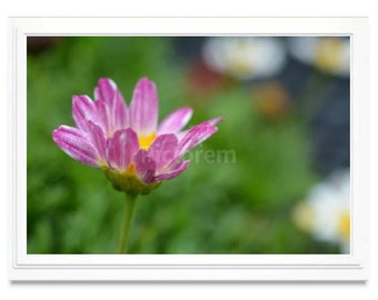 Pink Daisy Note Card, Pink Daisy Stationary, Blank Inside Card, Embossed Note Card, Giclee Print, Pink Daisy Photo Card, All Occasion Card