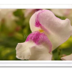 Pink Snapdragon, Note Card, Greeting Card, Blank Inside Card, Embossed Note Card, All Occasion Card, Photo Card, Photograph