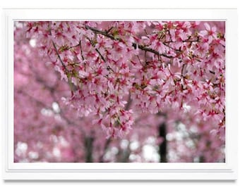 Pink Cherry Blossoms Note Card, Cherry Tree Greeting Card, Blank Inside, Embossed, All Occasion, Washington DC Photo Card, Card Box Set