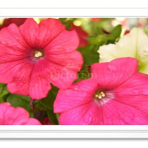 Notitiekaart roze petunia, roze petunia stationair, kaart blanco binnenkant, notitiekaart met reliëf, gicleeprint, petunia-fotokaart, kaart voor alle gelegenheden