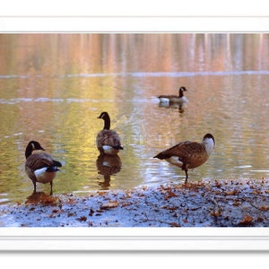 Geese In Fall Note Card, Fall Stationary, Blank Inside Card, Embossed Note Card, Giclee Print, Fall Photo Card, All Occasion Card
