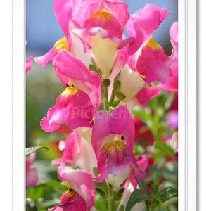 Pink Snapdragon Note Card, Pink Snapdragon Stationary, Blank Inside Card, Embossed Note Card, Personalized Note Card, All Occasion Note Card