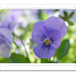 Blue Pansy, Note Card, Greeting Card, Blank Inside Card, Embossed Note Card, Photo Card, All Occasion Card, Birthday Greeting (Optional)