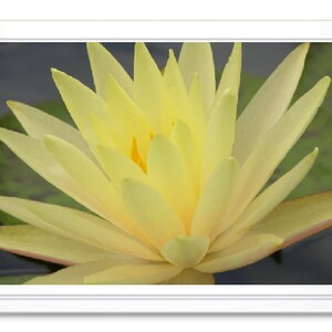 Yellow Water Lily Note Card, Water Lily Stationary, Blank Inside Card, Embossed Note Card, Giclee Print, Lily Photo Card, All Occasion Card