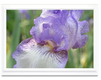 Blue Iris Note Card, Blue Iris Stationary, Blank Inside Card, Embossed Note Card, Giclee Print, Iris Photo Card, All Occasion Card