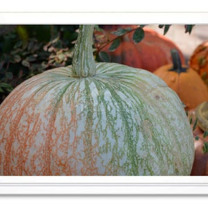 Fall Pumpkins, Note Card, Pumpkin Stationary, Blank Inside Card, Embossed Note Card, Photo Card, All Occasion Card, Photograph