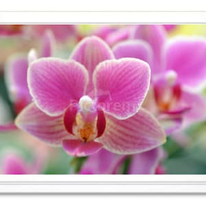 Pink Orchid Note Card, Pink Orchid Stationary, Blank Inside Card, Embossed Note Card, Giclee Print, Orchid Photo Card, All Occasion Card