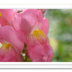 Pink Snapdragon Note Card, Pink Snapdragon Stationary, Blank Inside Card, Embossed Note Card, Giclee Print, All Occasion Note Card