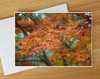 Orange Fall Foliage Giclee Print Note Card, Blank Inside, All Occasion, Photo Card, 5 Card Box Set