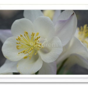 White Columbine Flower Note Card, White Columbine Stationary, Blank Inside Card, Embossed Note Card, Giclee Print, All Occasion Note Card
