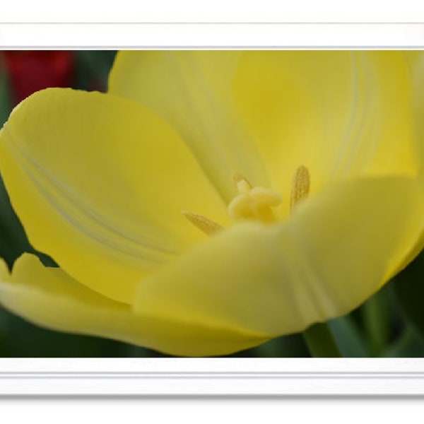 Yellow Tulip Note Card, Yellow Tulip Stationary, Blank Inside Card, Embossed Note Card, Giclee Print, Tulip Photo Card, All Occasion Card