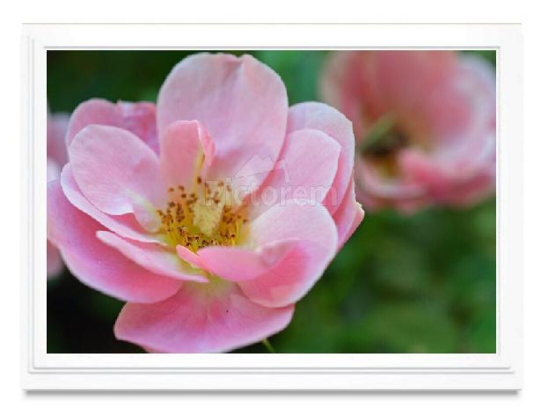 Pink Color Rose Note Pink Rose Note Card, Greeting Card, Embossed Card, Blank Inside, All ...