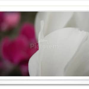 Soft White Floral Note Card, White Floral Stationary, Blank Inside Card, Embossed Note Card, Giclee Print, All Occasion Card