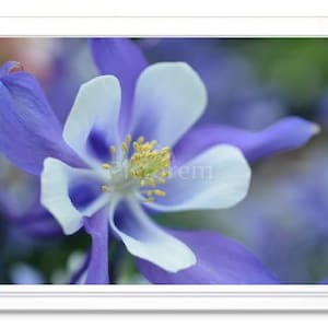 Blue & White Columbine Flower, Note Card, Greeting Card, Blank Inside Card, Embossed Note Card, Columbine Photo Card, All Occasion Card