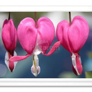 Pink Bleeding Hearts, Note Card, Greeting Card, Photograph, Blank Inside Card, Embossed Note Card, All Occasion Card