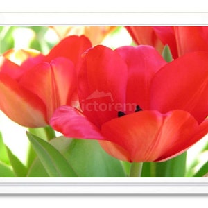 Red Tulip Note Card, Red Tulip Stationary, Blank Inside Card, Embossed Note Card, Giclee Print, Tulip Photo Card, All Occasion Card