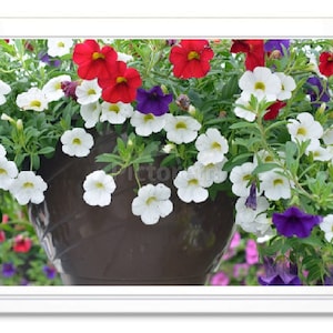 Petunia Flowers, Note Card, Greeting Card, Blank Inside Card, Embossed Note Card, Photo Card, All Occasion Card