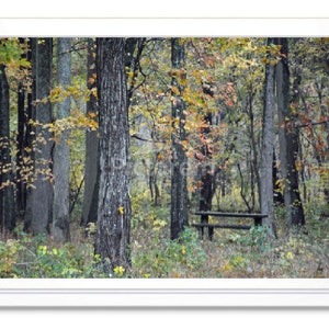 Fall Foliage, Note Card, Greeting Card, Blank Inside Card, Embossed Note Card, Fall Photo Card, Holiday Card, All Occasion Card
