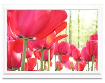 Red Tulip Garden Note Card, Tulip Greeting Card, Blank Inside, Embossed, Giclee Print, Tulip Photo Card, All Occasion, Personalize, Box Set